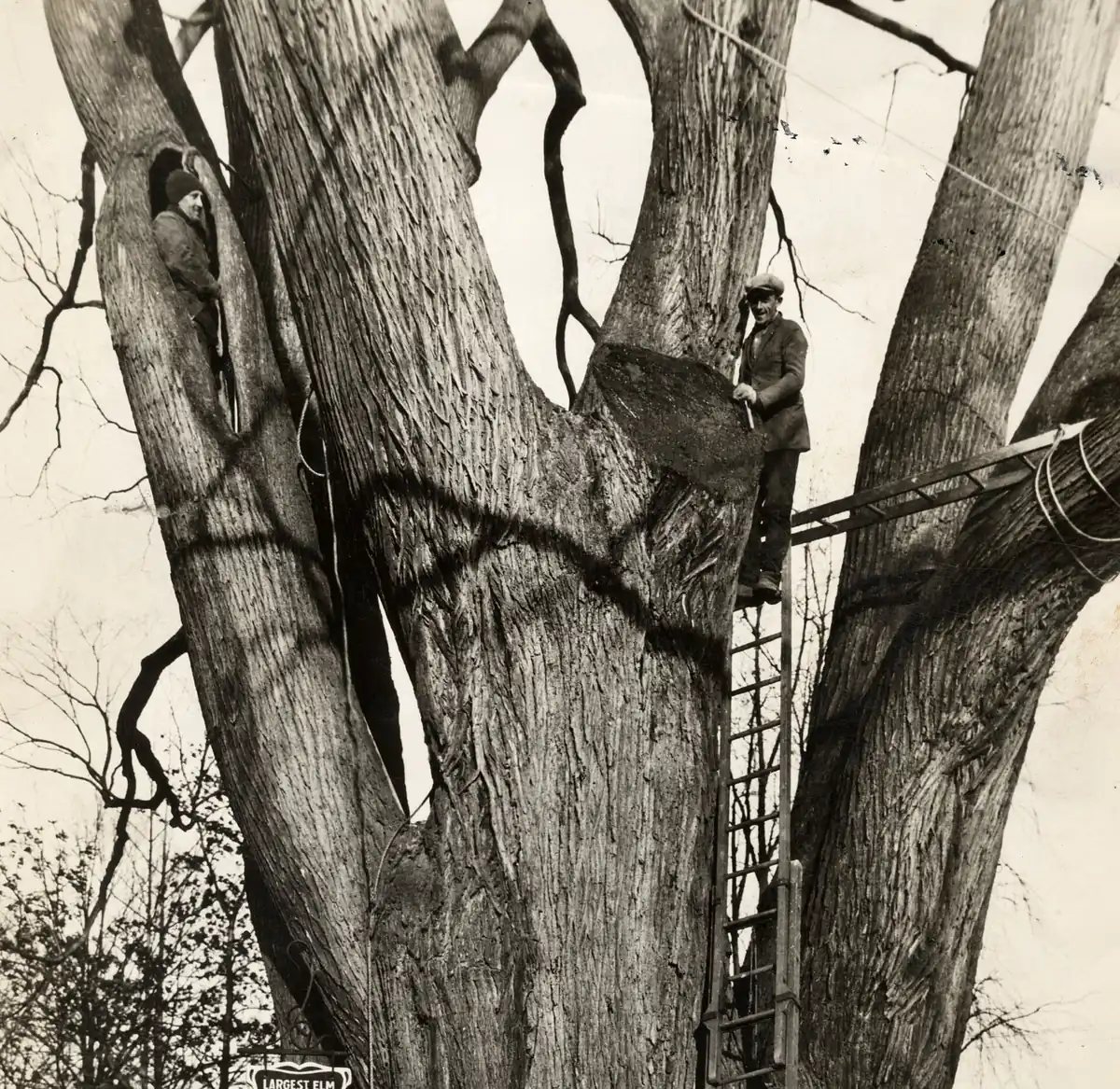 Tree work carried out from an elevated boom platform
