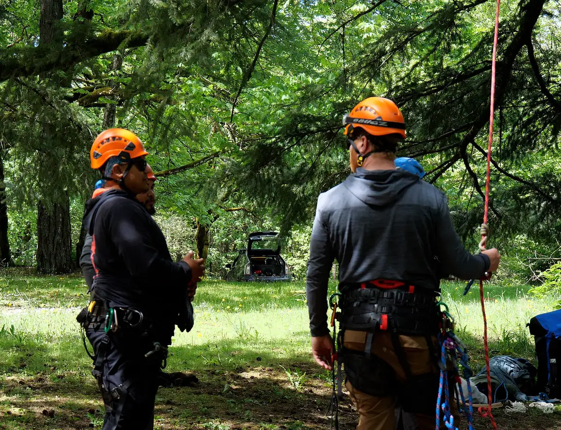 Climber working aloft in a broadleaf canopy on a rope and harness