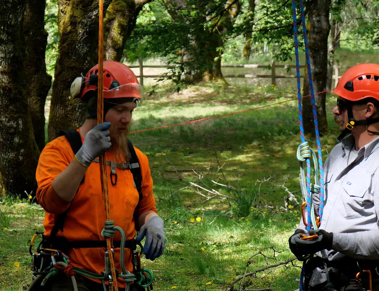 Arborist tied in above a fork, working from rope and harness