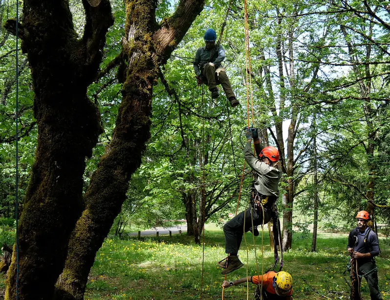 Rope and cambium saver set on a broadleaf limb before a pruning cut
