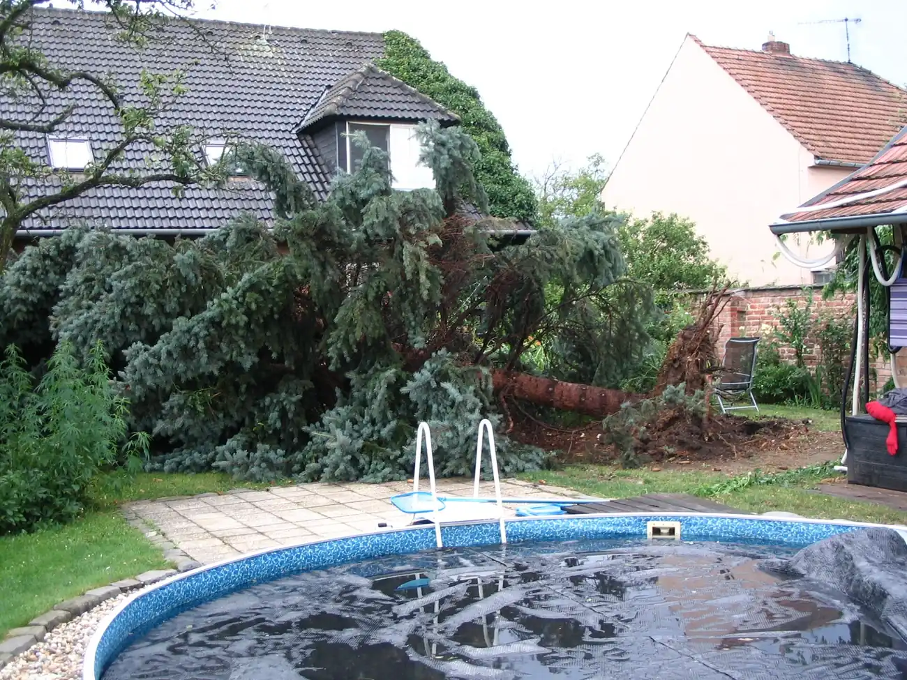 Uprooted tree lying over with its root plate lifted out of the ground